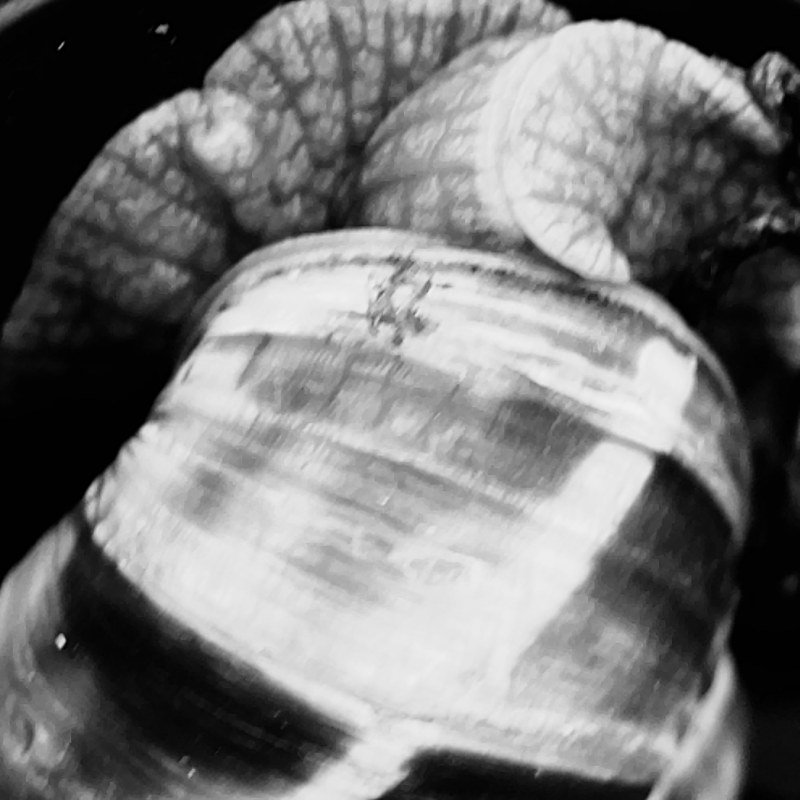 Snails, photography by Cangrande